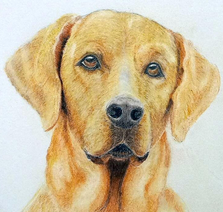 Pet Portraits