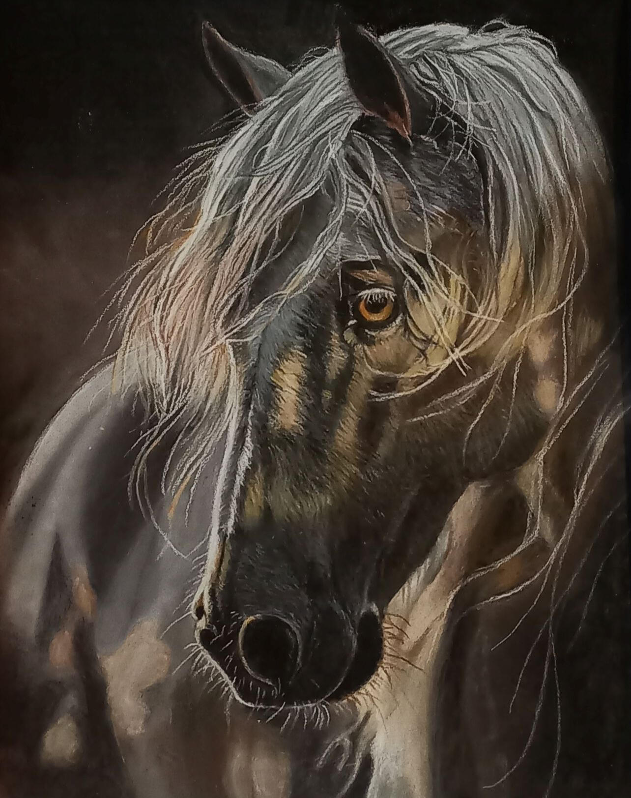 Ginnys Pet Portraits
