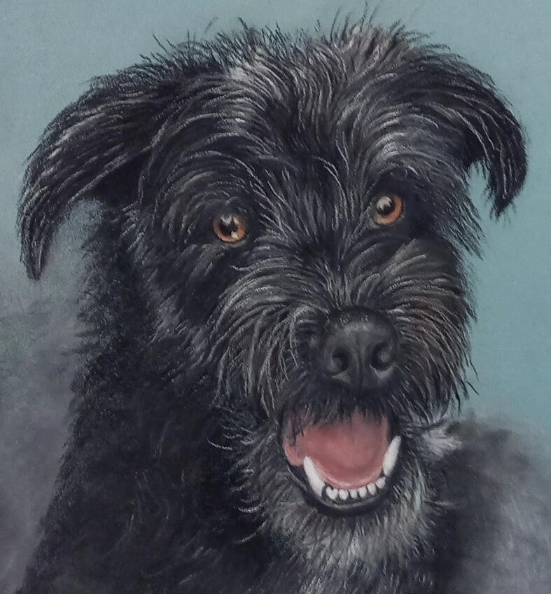 Ginnys Pet Portraits