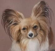 Ginnys Pet Portraits