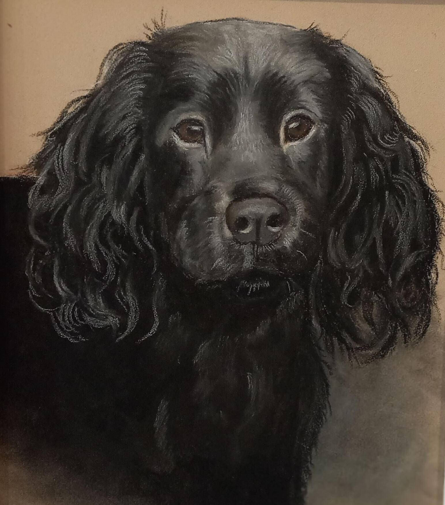 Ginnys Pet Portraits