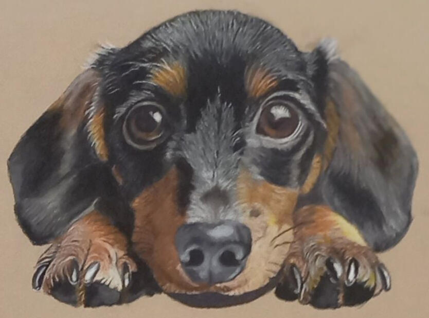 Ginnys Pet Portraits