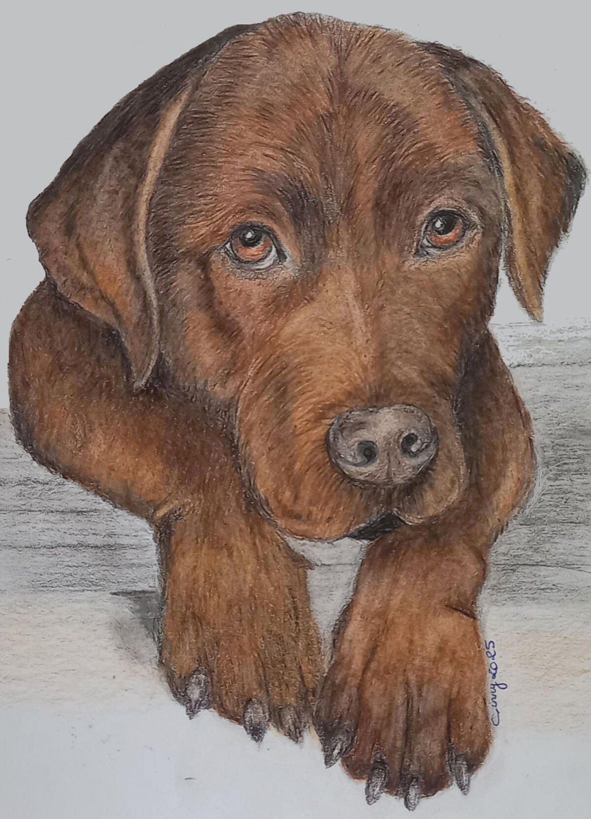 Ginnys Pet Portraits