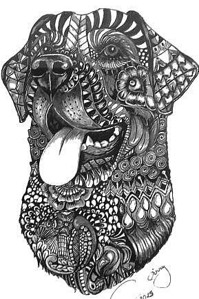 Pet Portraits