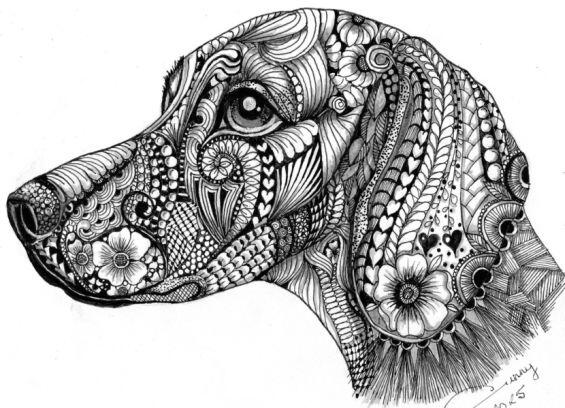 Pet Portraits