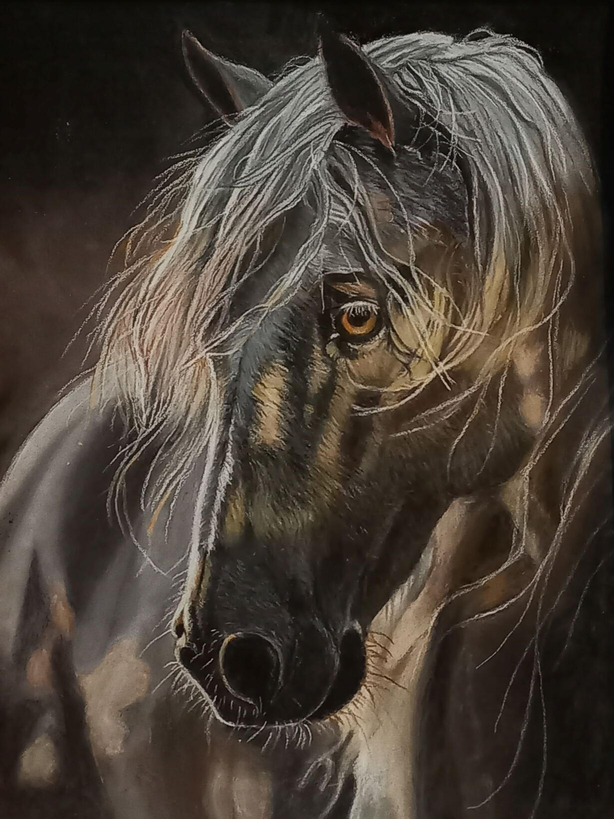 Ginnys Pet Portraits