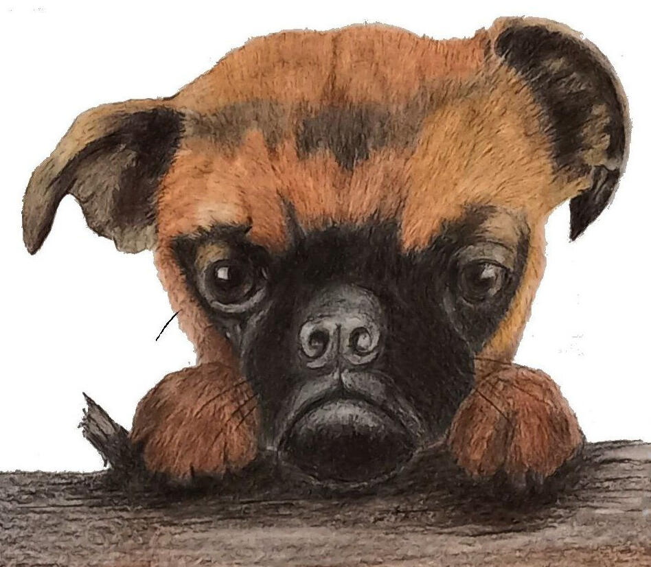 Pet Portraits