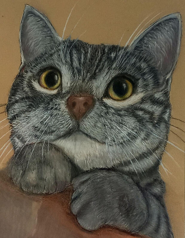 Pet Portraits