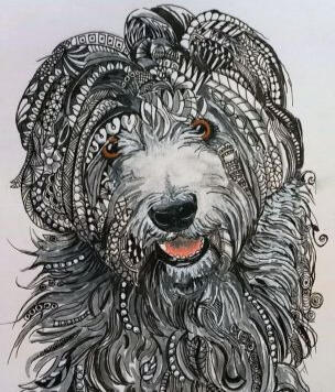 Pet Portraits