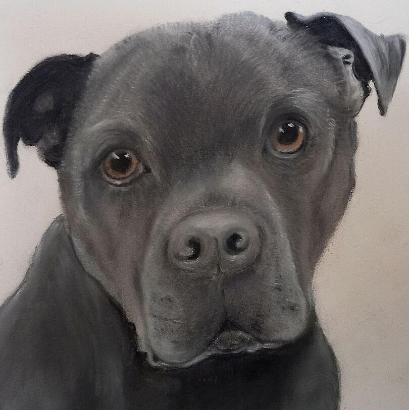 Pet Portraits