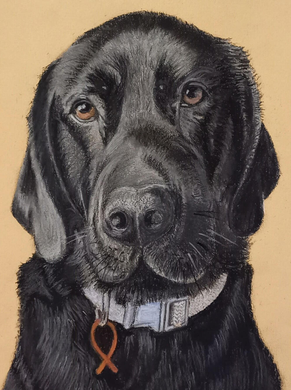 Ginnys Pet Portraits