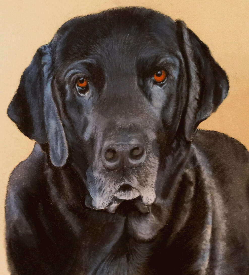 Ginnys Pet Portraits
