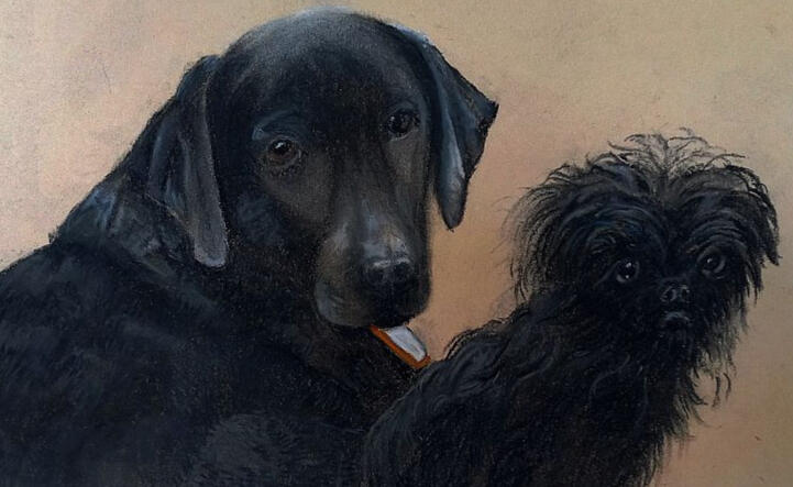 Pet Portraits