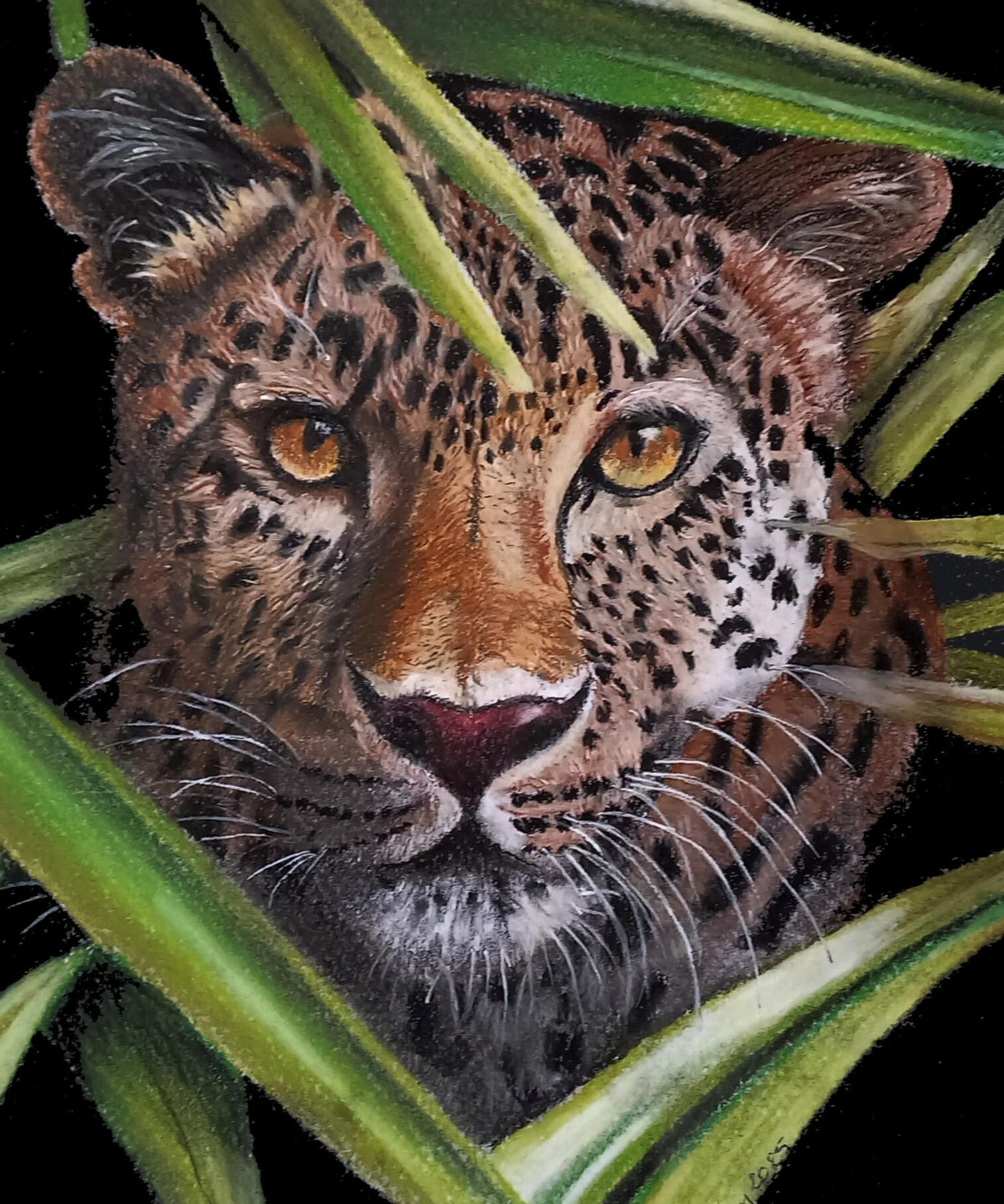 Ginnys Pet Portraits
