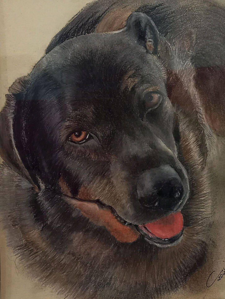 Ginnys Pet Portraits