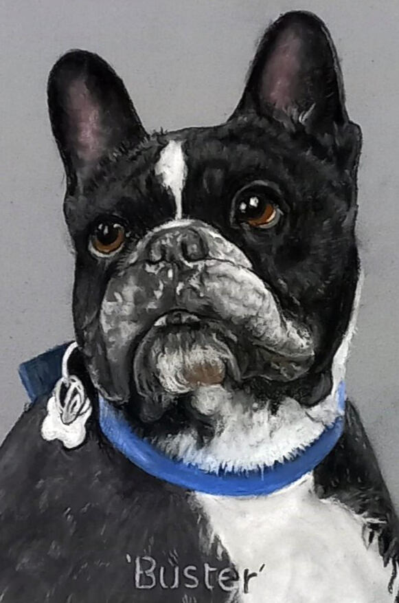 Pet Portraits