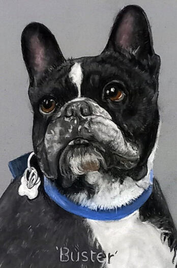 Ginnys Pet Portraits