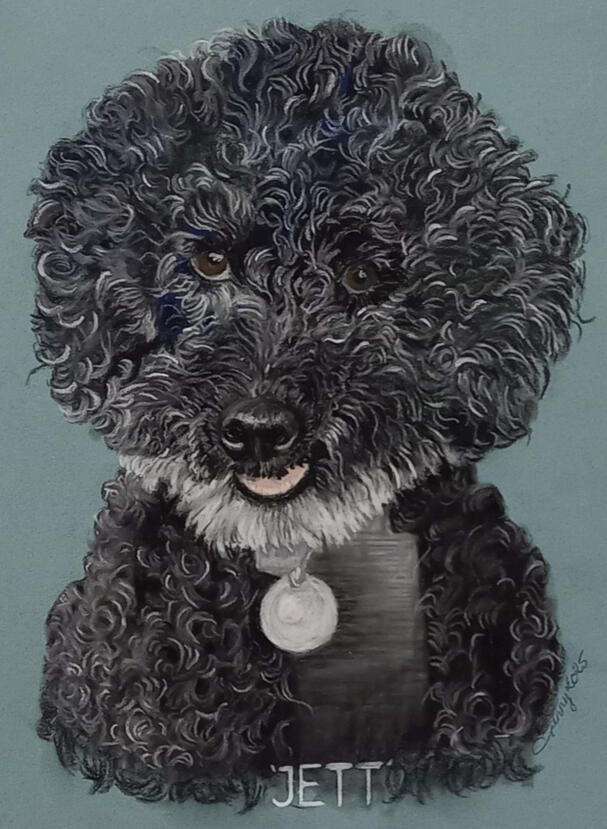 Pet Portraits