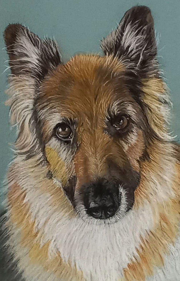 Ginnys Pet Portraits