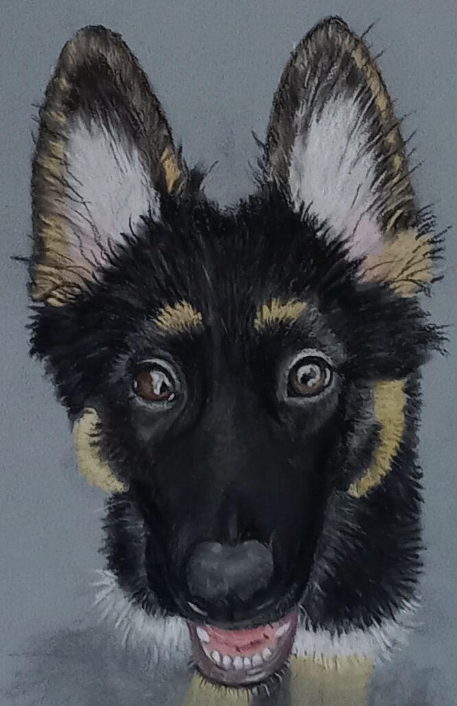 Ginnys Pet Portraits