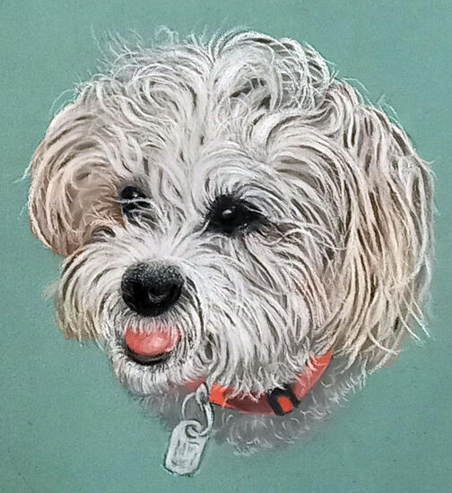 Ginnys Pet Portraits