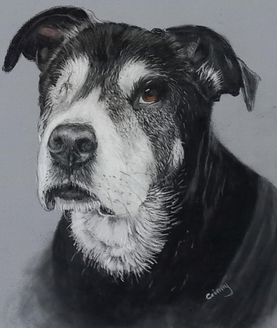Ginnys Pet Portraits